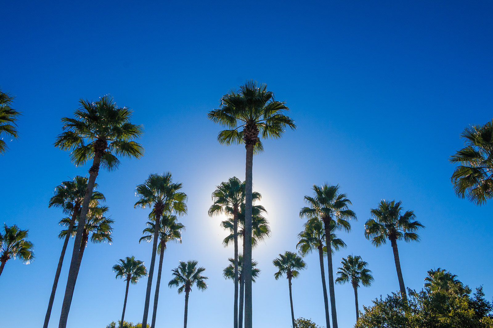 palm trees on pompano beach